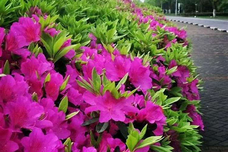 怎样养杜鹃花？