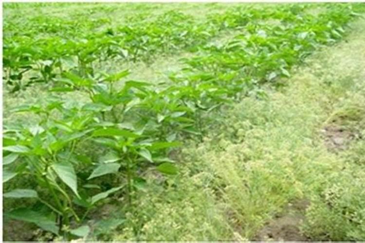 黄芪怎么除草,要用什么除草剂？黄芪在什么温度下除草最安全？