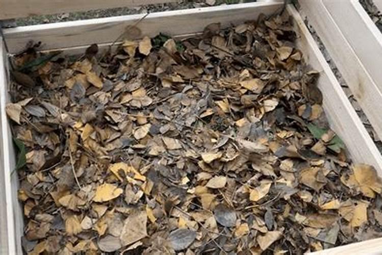茶花树枝干干枯落叶如何解决？