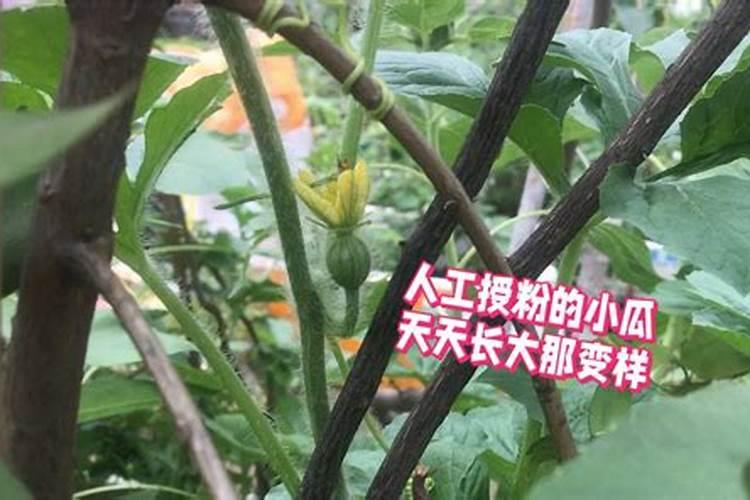 种西瓜可以用复合肥吗