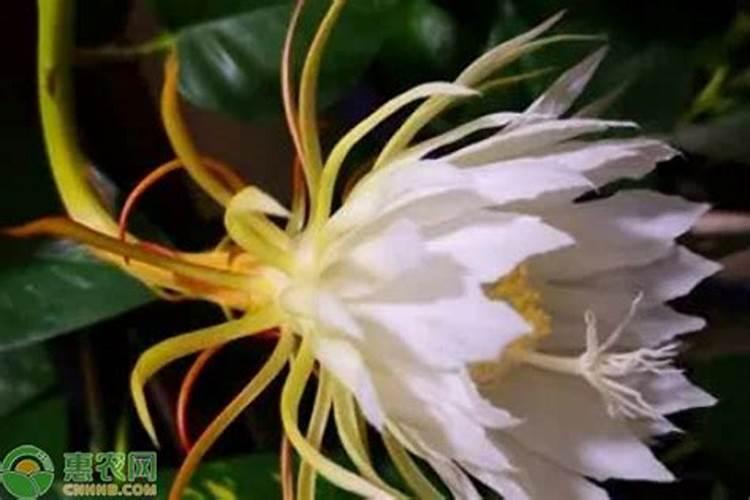 怎样让假昙花出花苞