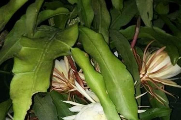 昙花不开花怎么办