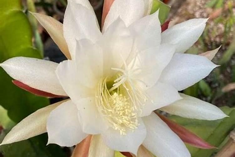 昙花叶面肥怎么施