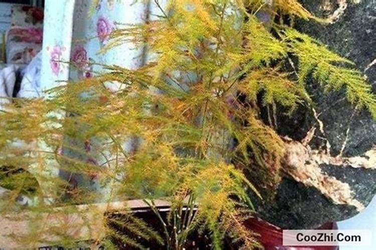 文竹黄了是什么原因 ？