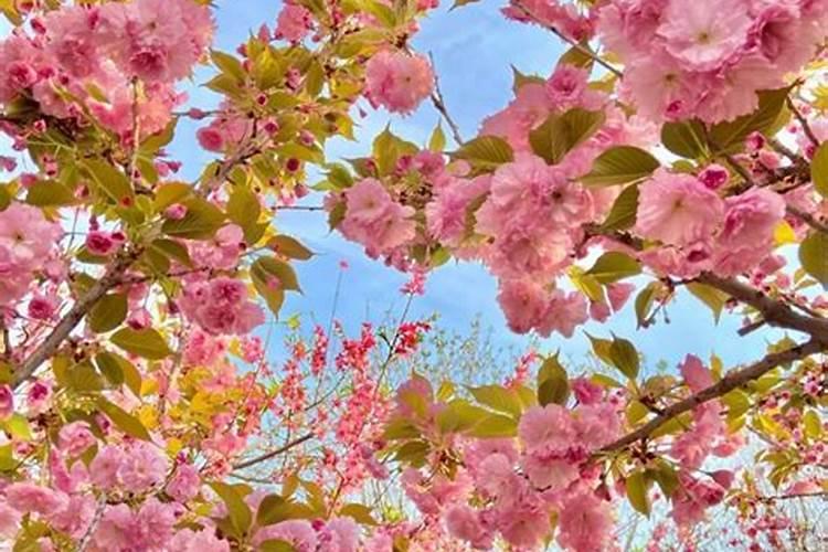 樱花怎么施肥 樱花如何施肥