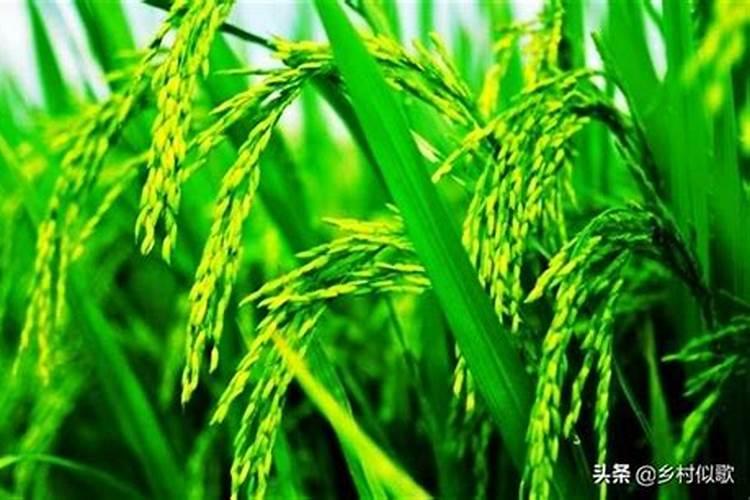 大棚西瓜用的冲施肥是多少次性投入还是一次性投入？