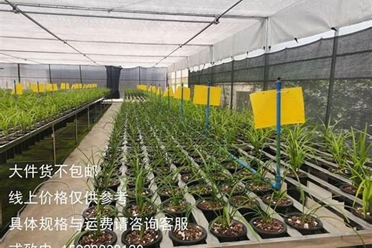 冬季兰花施肥时间和方法