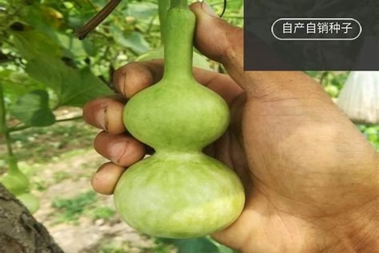 小亚腰葫芦的种植方法