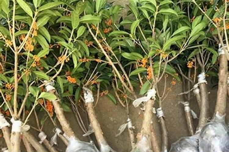桂花如何施肥 桂花的施肥方法