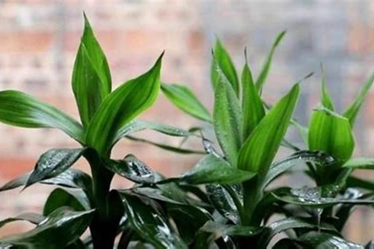 富贵竹用什么肥料最好
