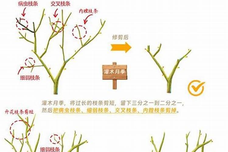 荸荠栽培技术有哪些影响