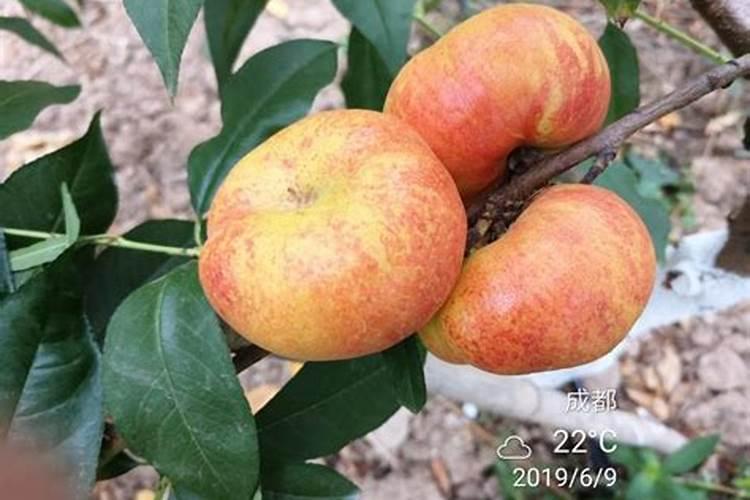 桃子脱袋后果面上有红点是什么病,用什么药防治？