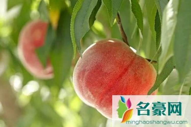 老师桃袋套好还要打什么农药哇