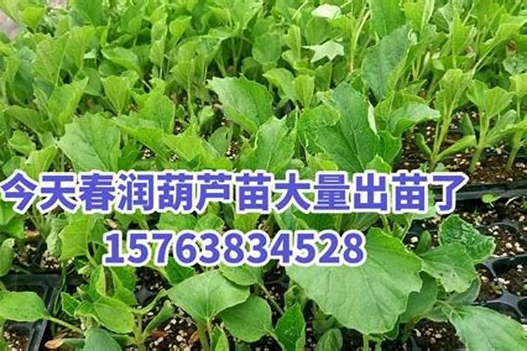 金丝指葫芦施什么肥最好