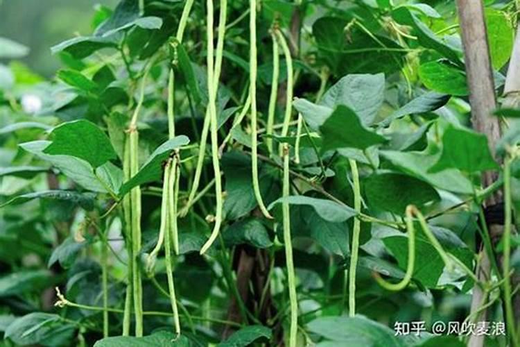 龙豆能在四川种植吗？