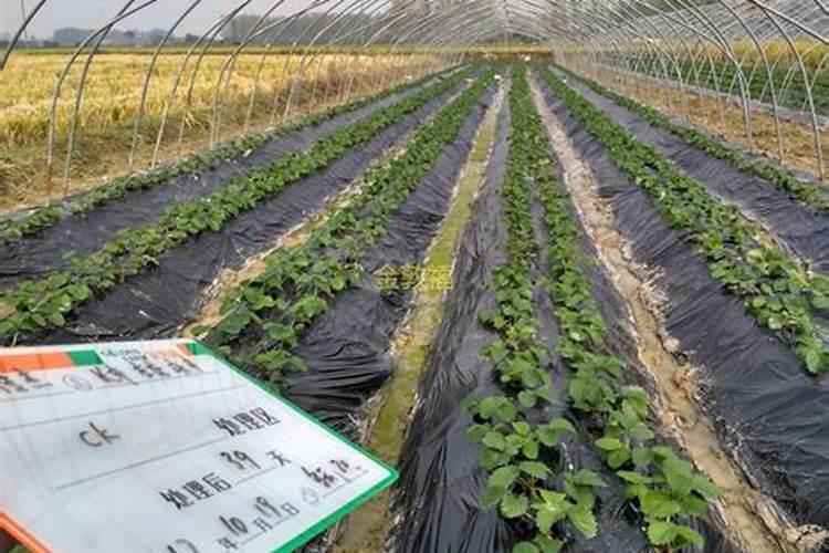 大棚蔬菜如何施肥才能增产？