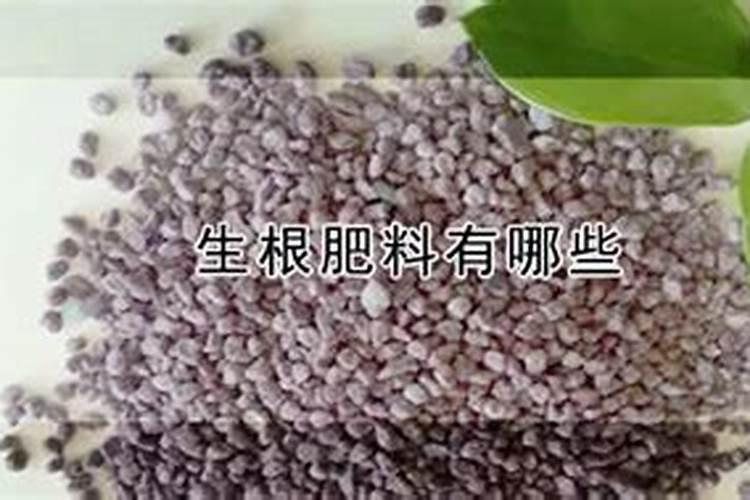 贡菜打什么农药才会长得又高又直？