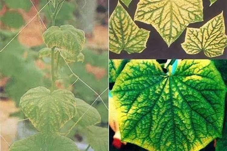 美国世多乐哈维果水溶肥4千克一袋的多少钱？