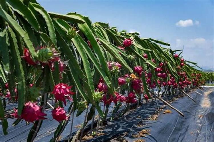 玉米控旺剂能和杀虫剂杀菌剂叶面肥一起使用吗