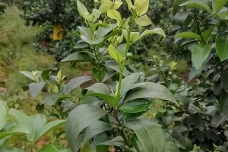 沙糖桔果皮粗解决方法