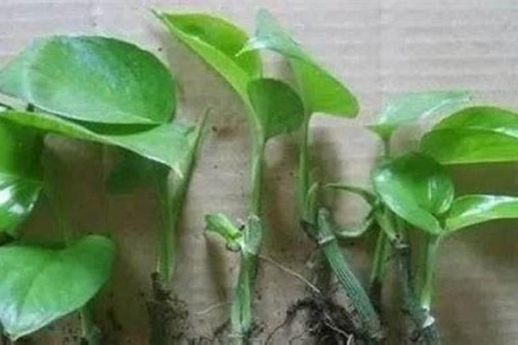 晚白柚促花措施