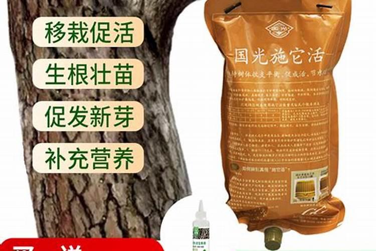 给红松大树追什么化肥好？