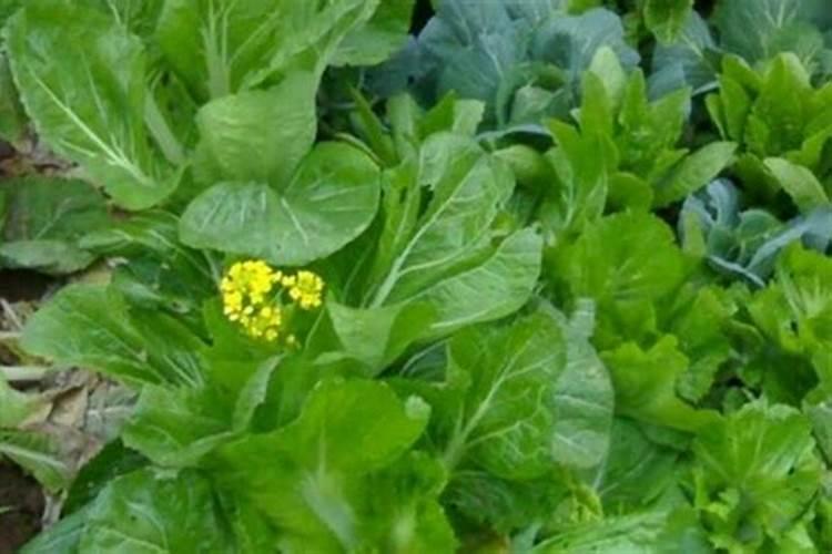 菜心发芽后几天可施肥