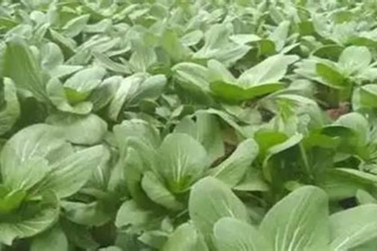 种植小青菜叶子枯皱卷曲,是啥问题!