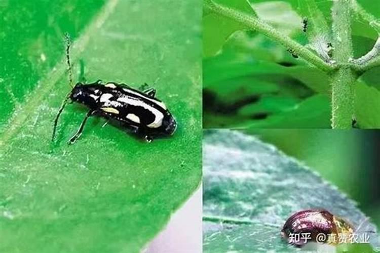 ...地里施什么肥好？老有虫子咬红薯,用什么药能治地下害虫？