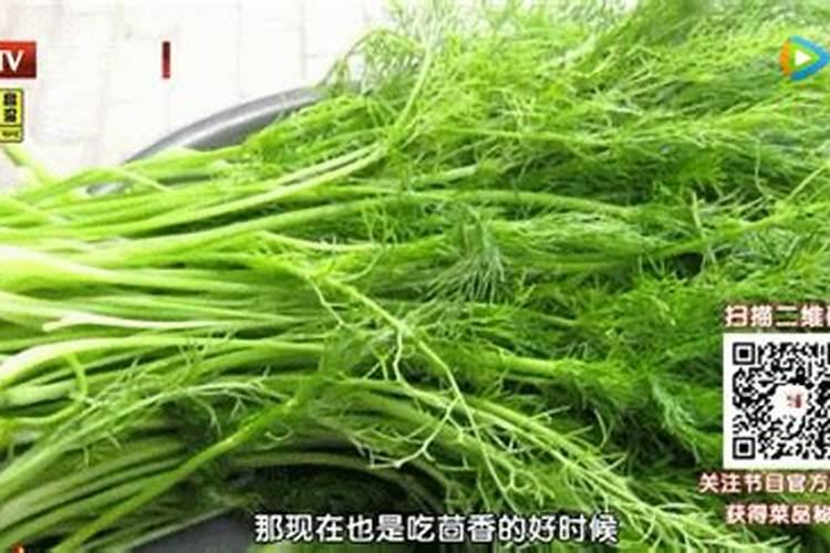 土豆叶子卷曲变干是怎么回事