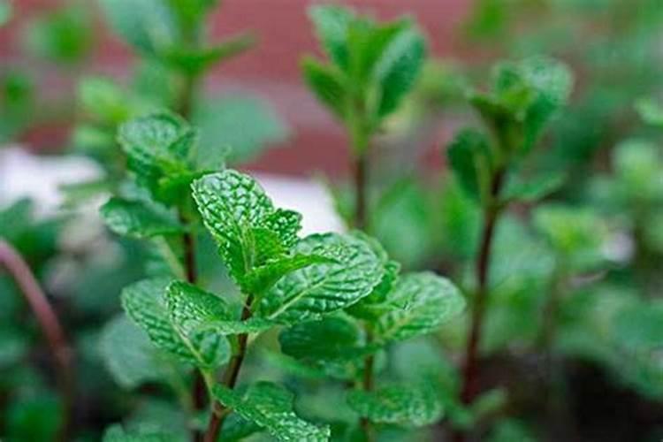 薄荷需要施肥吗 薄荷如何施肥