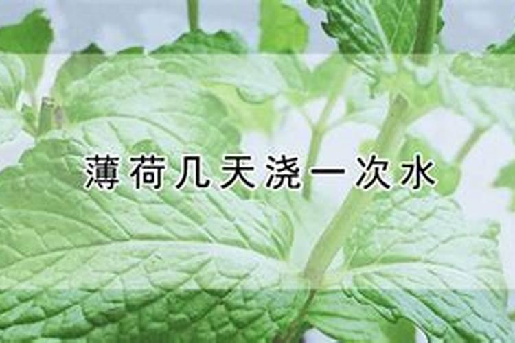 冬天薄荷怎么养长得旺 冬天薄荷长得旺的养护方法