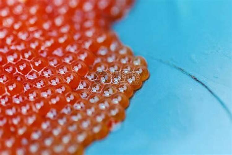 鱼蛋白水溶肥现在怎么用