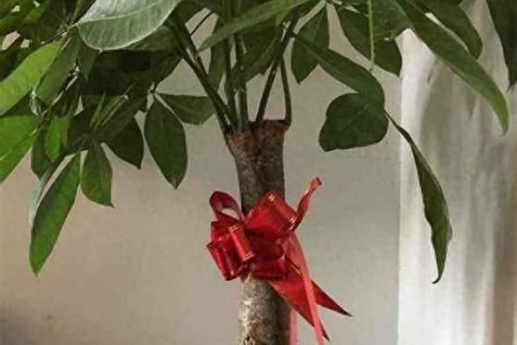 发财树蔫了耷拉下来了咋回事