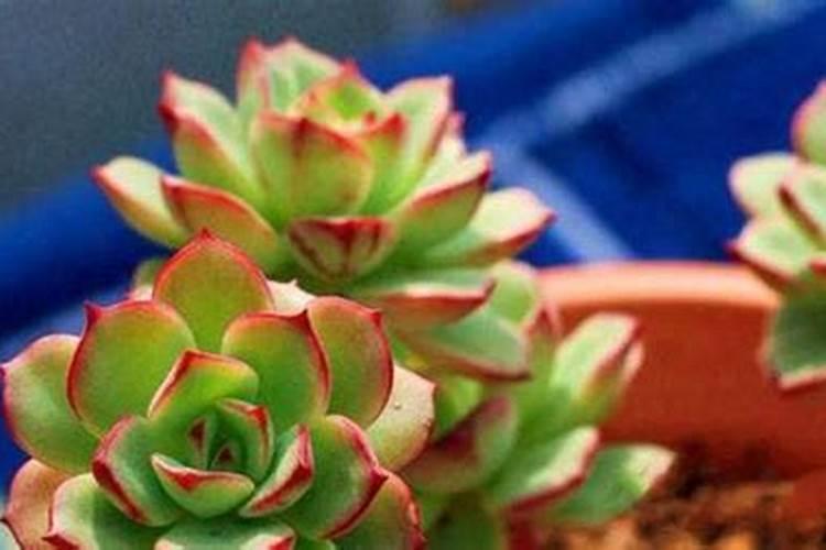 多肉植物施什么肥容易爆盆