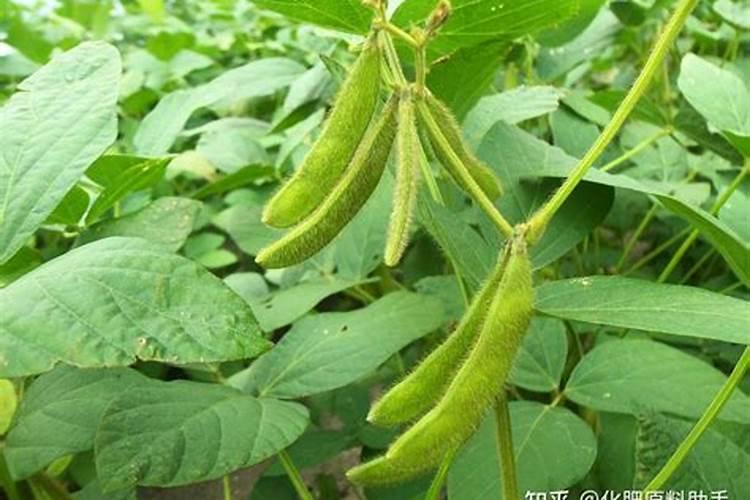 大豆重茬用什么肥好 如何才能避免减产