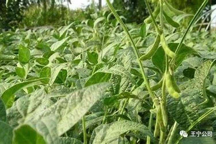 大豆花期打什么药能高产 花期施什么肥好