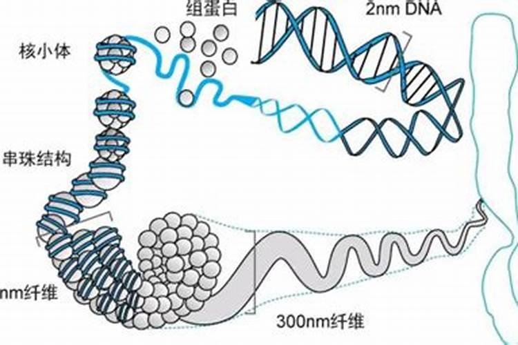 核蛋白介绍