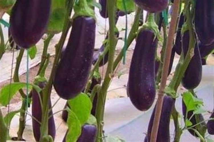 茄子在苗期能施肥吗？施什么肥好？