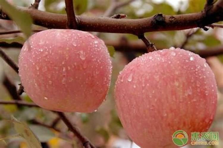 “苹果树膨果期施什么肥料好”