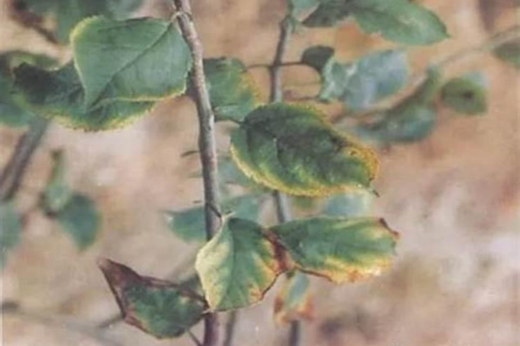 苹果树补钙方法,你认为有哪些？