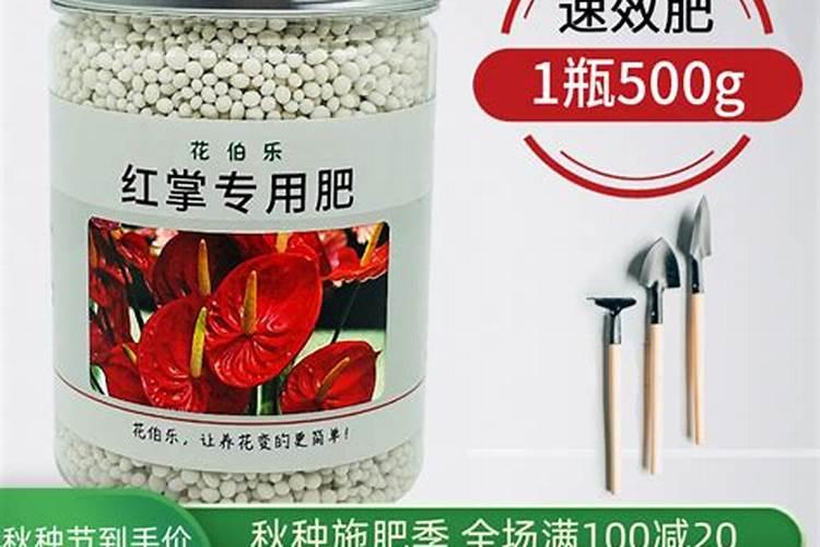 红掌浇什么肥料合适