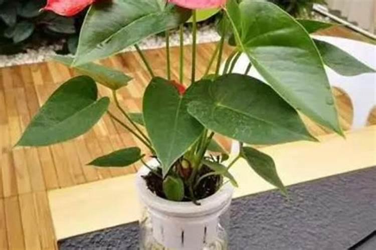 红掌怎么施肥