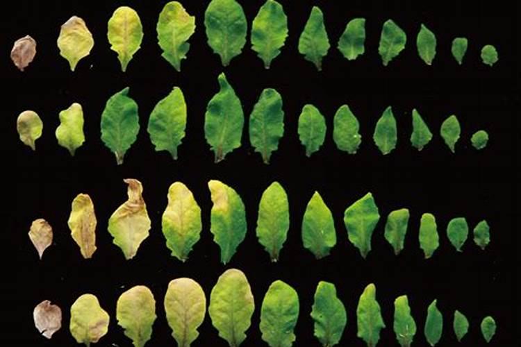 水稻喷了赤霉素后期叶片黄叶怎么办