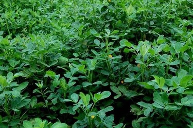 花生打啥药果针多 花生怎么施肥才能高产
