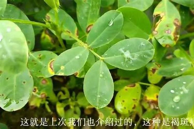 花生黄叶病的防治方法