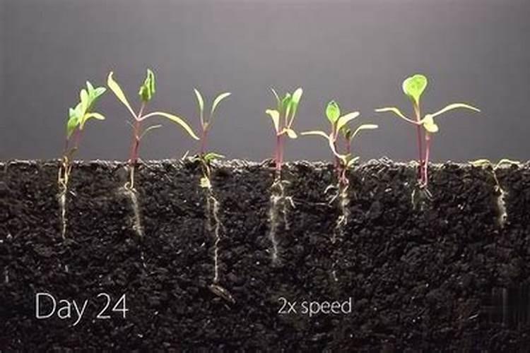 什么肥料对兰花发芽生根开花最好