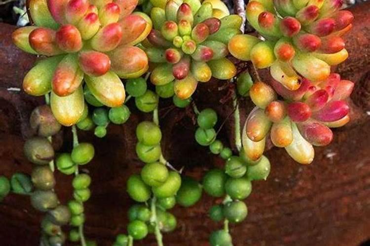 怎样让茉莉花矮化