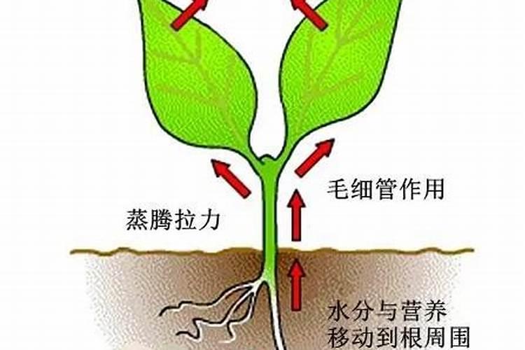 钾是怎么在玉米中同化的？
