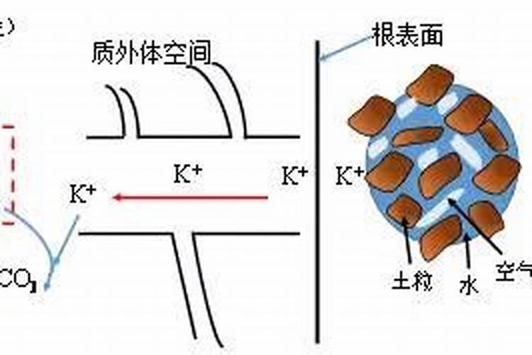 钾肥水培是什么意思？